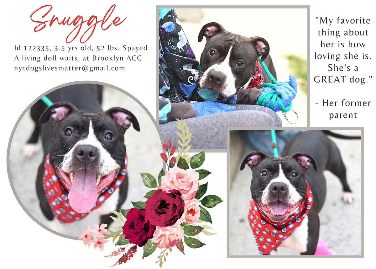 ckarr2's tweet photo. SNUGGLE has been #Murdered. A painful death, not kind, not loving. A brutal, cruel & senseless act for a helpless, betrayed dog who could do nothing to stop it. The psychos decided she had "no interest" & was disposable, worthless. May they reap the EVIL they daily sow. #PassSARA https://t.co/jPOigO1BgO