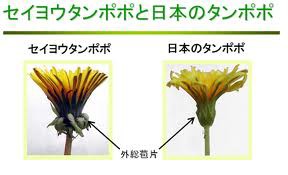 Kokopellis_song's tweet photo. @cocomelot 外来種との生存競争に、日本固有種のタンポポや亀が負けた様に、このままでは日本人もC国人・K国人との生存競争に負ける。絶対に負ける。 https://t.co/syzMH4Zm3B