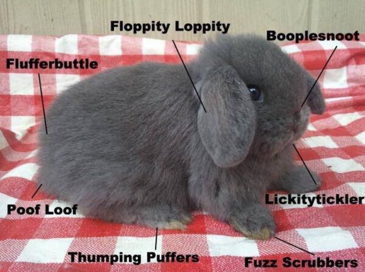 RabbitEveryHour's tweet image. 