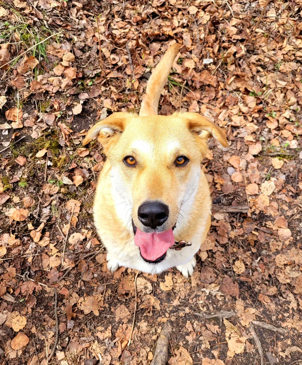 UnleashedExplo1's tweet photo. Just some cuties #unleashedexplorers #yegdogs #yeg #ravine #dogwalker #happydoggos https://t.co/lPtr7jhD3Q