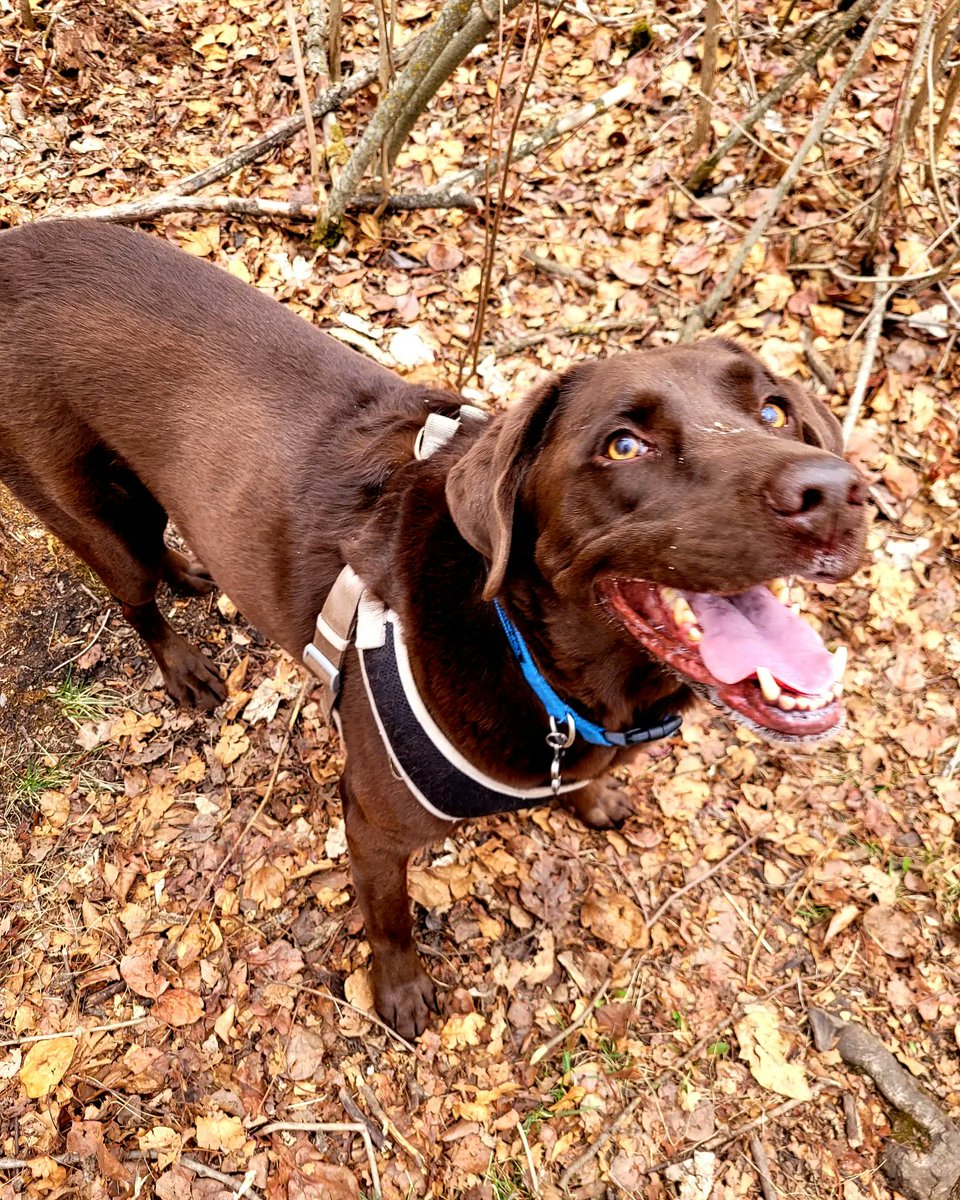 UnleashedExplo1's tweet photo. Just some cuties #unleashedexplorers #yegdogs #yeg #ravine #dogwalker #happydoggos https://t.co/lPtr7jhD3Q