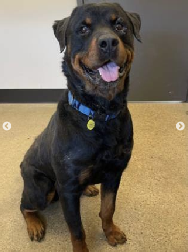 pets911id's tweet photo. Hi! My name is Sparticus! I am an approximately 1 year old male and I weigh 101 lbs. The volunteers say I am a super silly, sweet and happy boy. I am active and playful. I am looking for my forever home &amp; new best friend, please email citydogs@city.cleveland.oh.us https://t.co/7A7BCfG1Sa