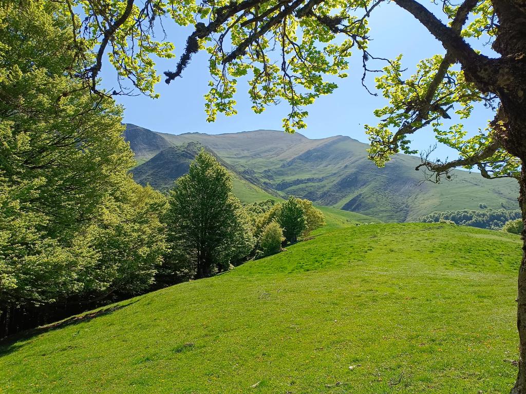 IratiTrail's tweet photo. Qué os parecen estas vistas? En tres semanas las disfrutaréis en vivo! Irati se está poniendo de un verde precioso para la ocasión! 🌳🌲
⛰️🏃🏻‍♀️🏃🏻
#iratitrail22
#orhikotxoriaorhiratira https://t.co/jhimHdUwBX