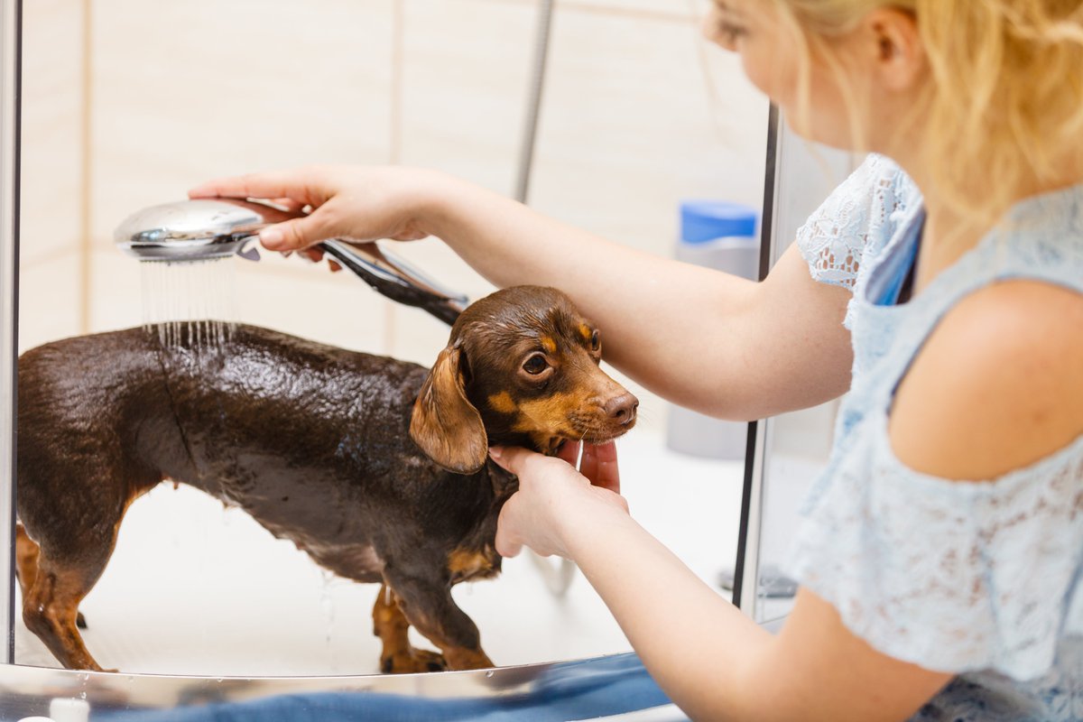 YDWWYW's tweet photo. Giving your Dachshund a bath too frequently, or not often enough, can cause health issues. https://t.co/RzSPfVIYfs https://t.co/4HjjkadLhX