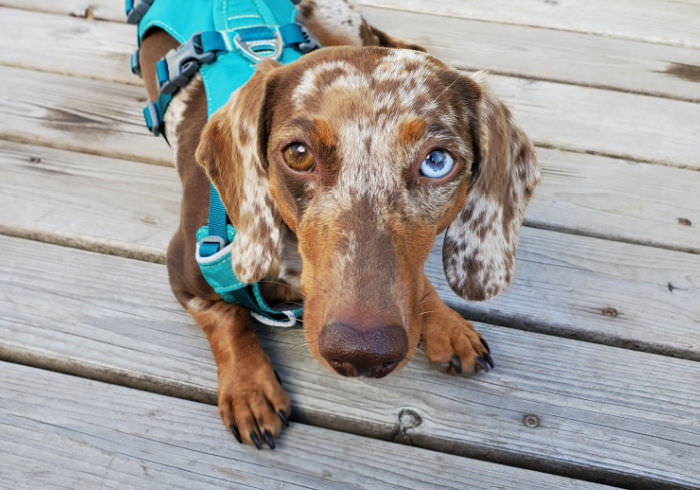 YDWWYW's tweet photo. Stopping and backing out of a harness is common Dachshund behavior but it's also hazardous. Check out these tips to prevent it from happening again, including escape proof Dachshund harness recommendations. https://t.co/nsI5ZqpMcA https://t.co/Q4hTGUZxag