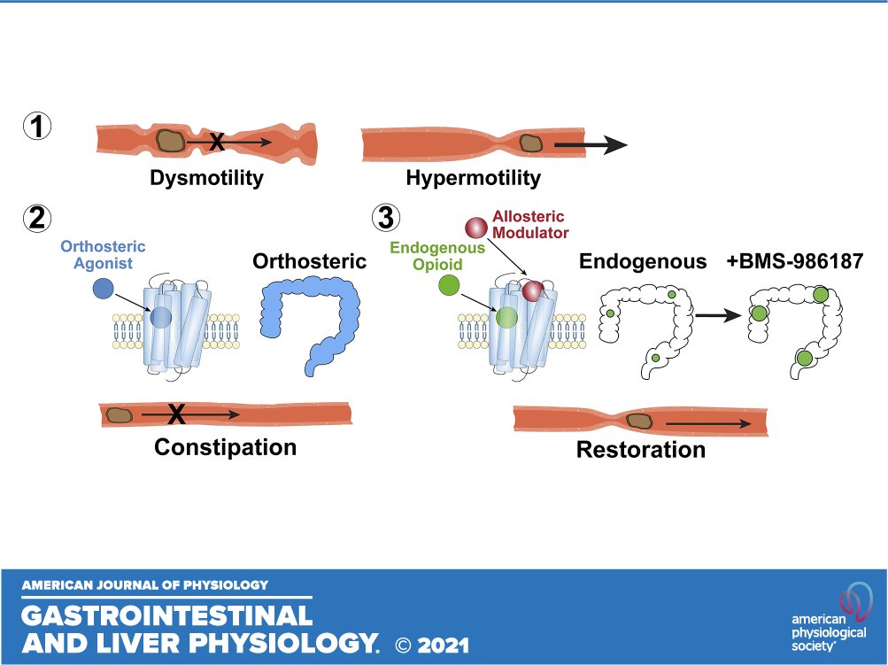 ajpgi's tweet photo. 🎧Looking for a new pharmacological approach to treat gastrointestinal motility disorders?

Take a listen to #ajpgiPodcastSeries latest podcast today! 
https://t.co/NzCluEzWet
@sim_scientist @LeadCandidate @Dan_Poolio @INMLAB @MIPS_Australia #ajpgi #AllostericModulation https://t.co/Ewij13t15F