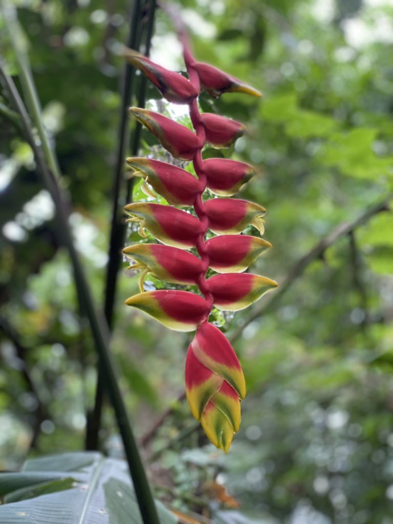 morganheritage's tweet photo. Saw this in our tropical rainforest. What flower is this again? 🤔 #IWNF HFFP https://t.co/04fLJSHmnz