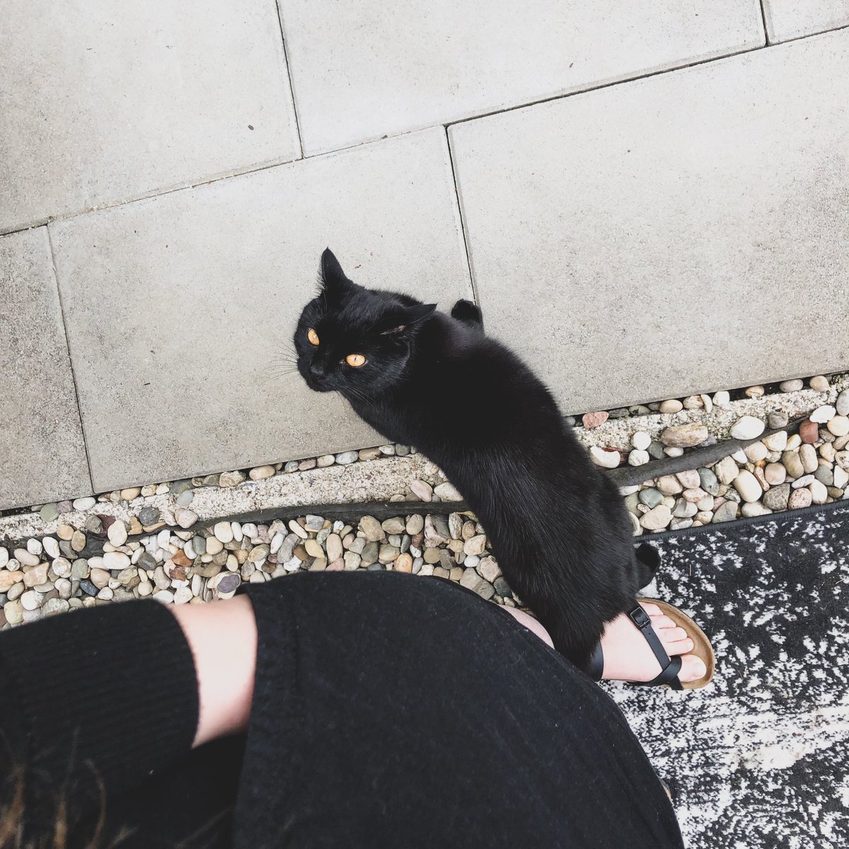 NappleGPunkt's tweet photo. Oh, dieser Kater! 😻 https://t.co/DKQznbmTIm