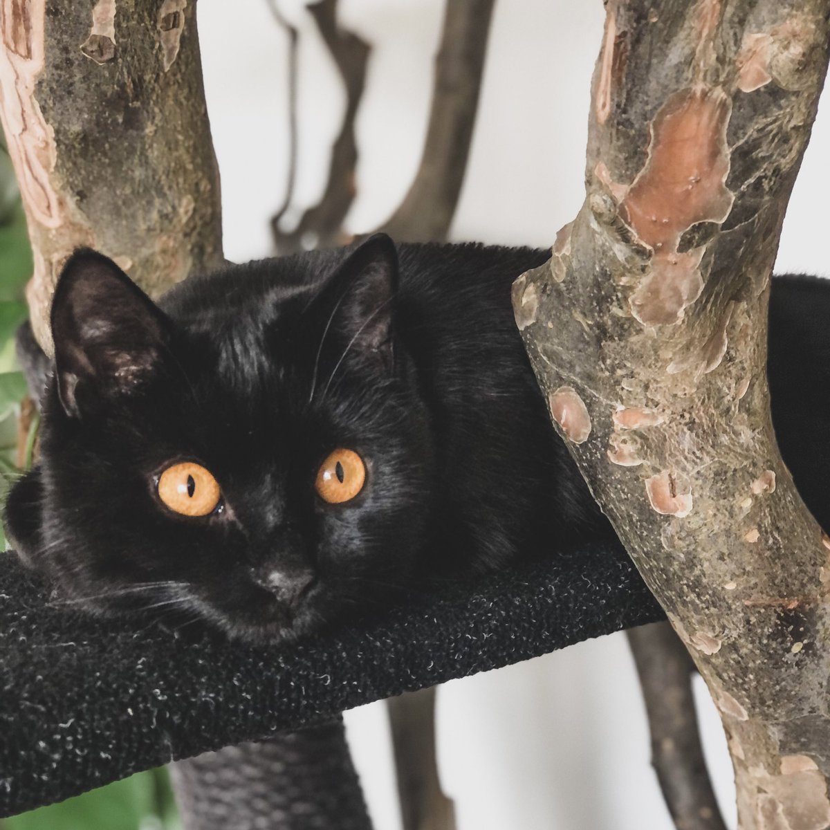 NappleGPunkt's tweet photo. Oh, dieser Kater! 😻 https://t.co/DKQznbmTIm