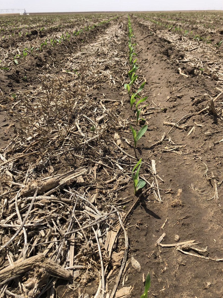 JDorsey_Ag's tweet photo. Check out that burndown! This corn is starting off right with #Verdict Herbicide south of Hugoton, KS! 

🔹10 days after application🔹

#StartClean #BASF @BASFAgro #KansasCorn https://t.co/sQkyG6rdht
