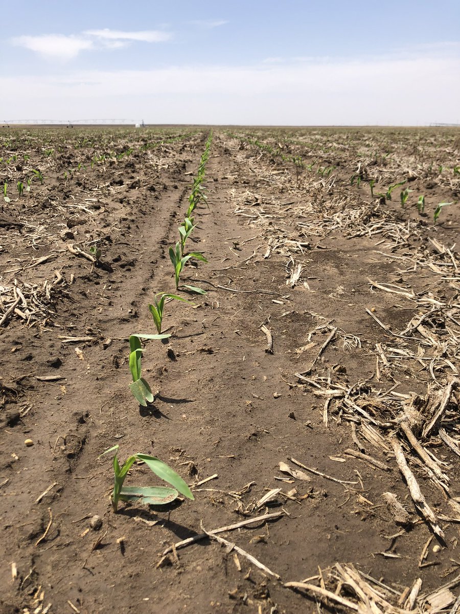 JDorsey_Ag's tweet photo. Check out that burndown! This corn is starting off right with #Verdict Herbicide south of Hugoton, KS! 

🔹10 days after application🔹

#StartClean #BASF @BASFAgro #KansasCorn https://t.co/sQkyG6rdht