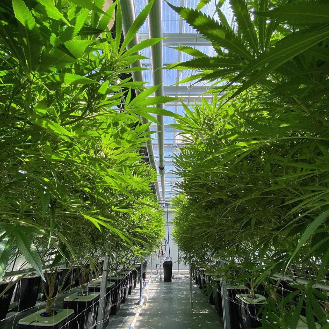 currentculture's tweet photo. Prolific growth driven by sunlight + supplemental HID lighting in this hybrid greenhouse application @veracultivation

#hydroponics #sungrownindoor #technology #agtech #agriculturaltechnology #rdwc #cannabiscrop #cultivation #cch2o #currentcultureh2o #cultivationsolutions https://t.co/tbrptOegXS
