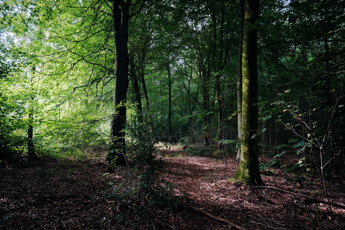 bensphotos2603's tweet photo. Exploring The Woods.
#fujifilm #xt3 #woods #forest #light #lookingforlight #autumn https://t.co/YKI0eOOute