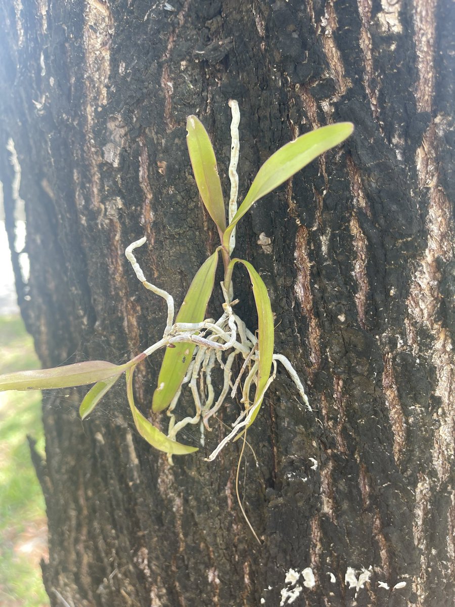 ehsgatorgrow's tweet photo. orchids still going strong @ehsgatorgrow @millionorchid https://t.co/9kvYH3lFo7