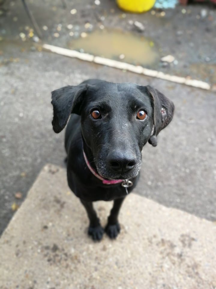 AdoptionsUk's tweet photo. Please retweet to help Jet find a home #HULL #ENGLAND 
Aged 7, Jet has had a horrible life so far,  having had many litters. 
She could live with a calm male dog or as the only pet She can live with children aged 10+. She's had no applications💔
https://t.co/owK9nZBICv
#dogs #UK https://t.co/ccmZyww3TF