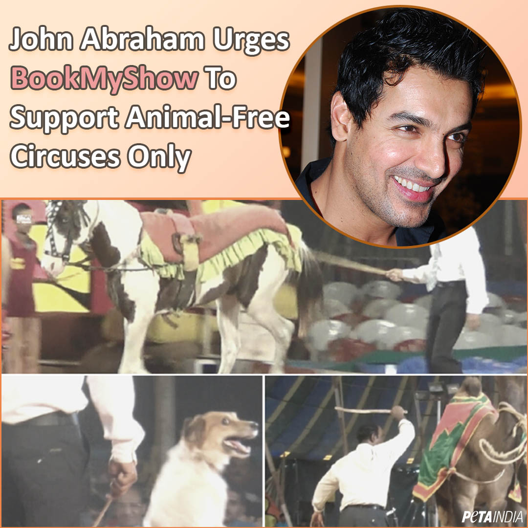 PetaIndia's tweet photo. Actor @TheJohnAbraham knows that animals are not ours for entertainment, asks @bookmyshow not to sell tickets for circuses with animal acts.
YOU CAN HELP too: https://t.co/jKoMyP47u2 https://t.co/e2jeSisSAb
