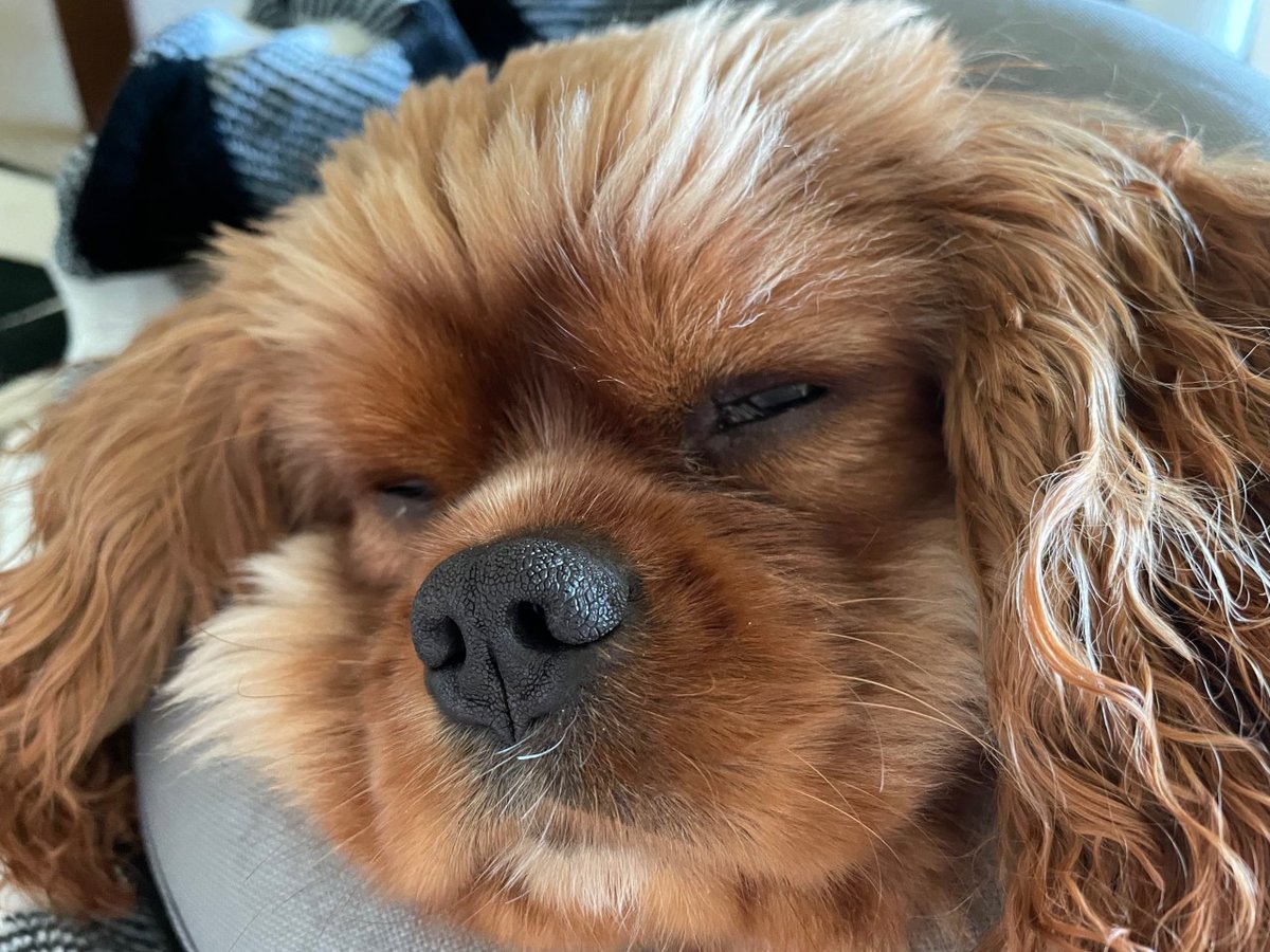 ValoirView's tweet photo. Beautiful late #Spring days inspire naps sometimes ... and #doggy #daydreams of #weekend fun! #dogsoftwitter #dogslife #dogsoftech https://t.co/IMQe4lrFSi