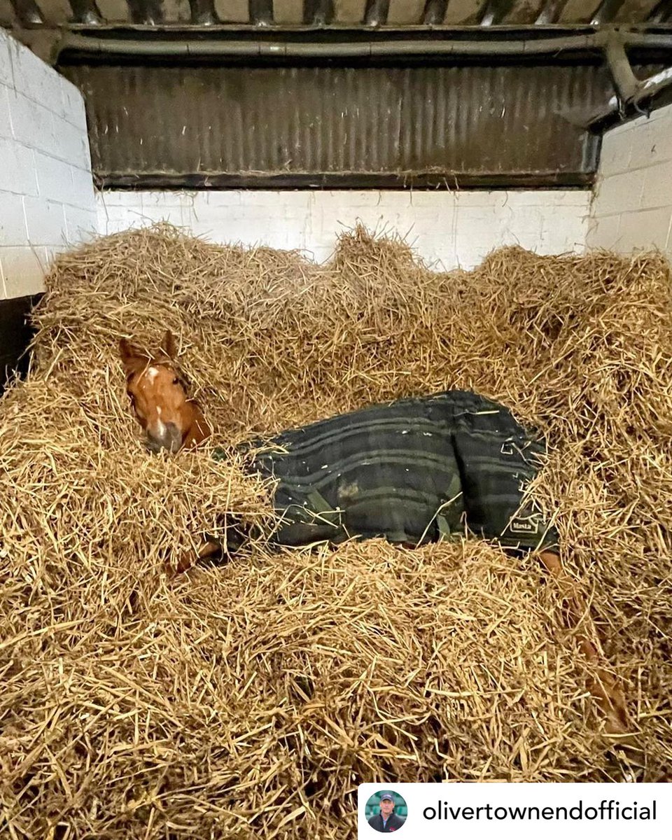 Maryland5Star's tweet photo. This dreary Saturday has us ready to curl up in a nice hay blanket too....😴
📸 Courtesy of Oliver Townend (Official) #Maryland5Star #MD5Star #eventing #CCI5 #5Star #olivertownend #equine #equestrian #horse #naptime #rainyday https://t.co/dgV9knZxTE