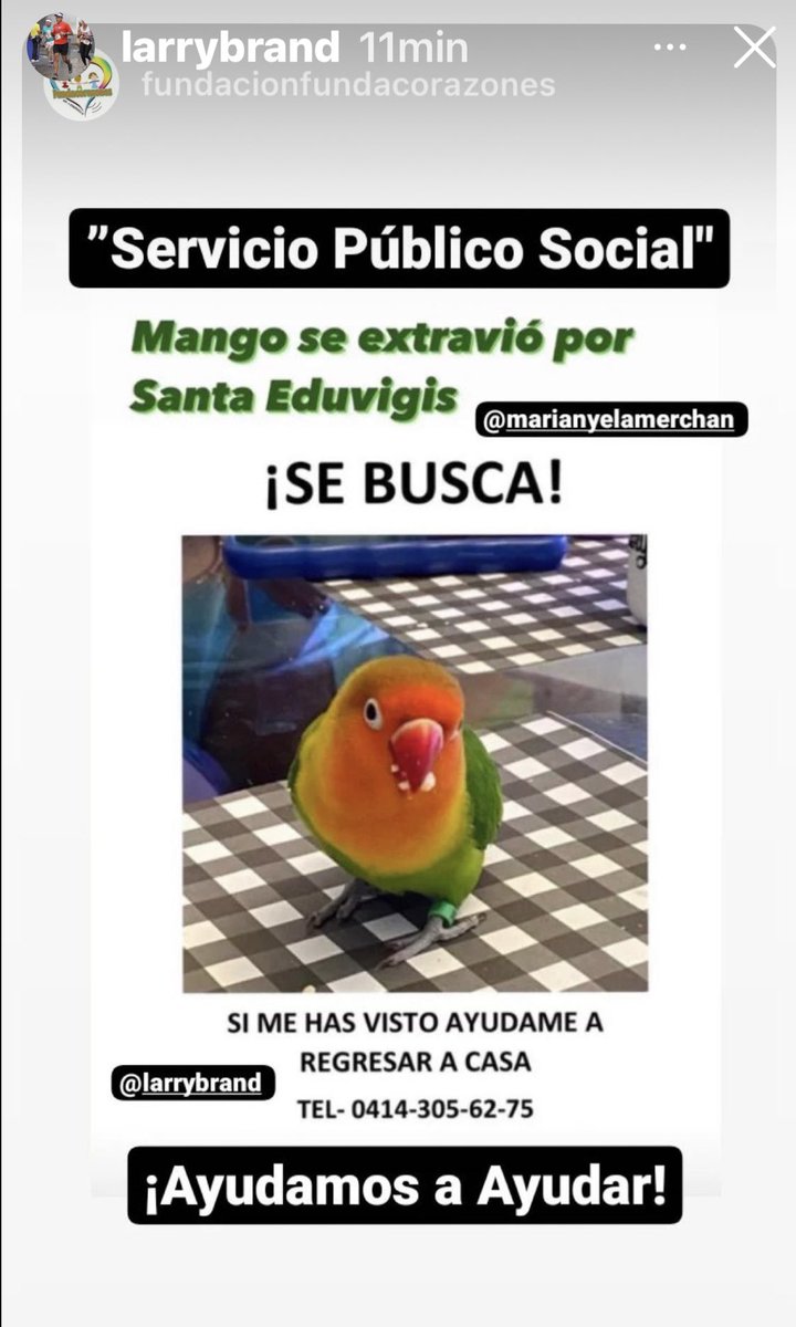 JanePichu's tweet photo. Por fa! RT por #santaEduvigis se perdió #Mango. https://t.co/0ITAemTy6Z