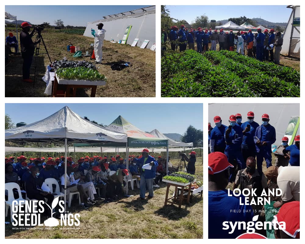 GenesisSeedling's tweet photo. Syngenta - Genesis Look and Learn Field Day 13 May 2022 in Pictures. @VPHaritatos @basera_john @SyngentaZW @CelinaHatidani @Kuda_Chief_Veg @SitholeTalents @ZimYouthZse @ZimYouthSDGs https://t.co/Y9h3ul538S