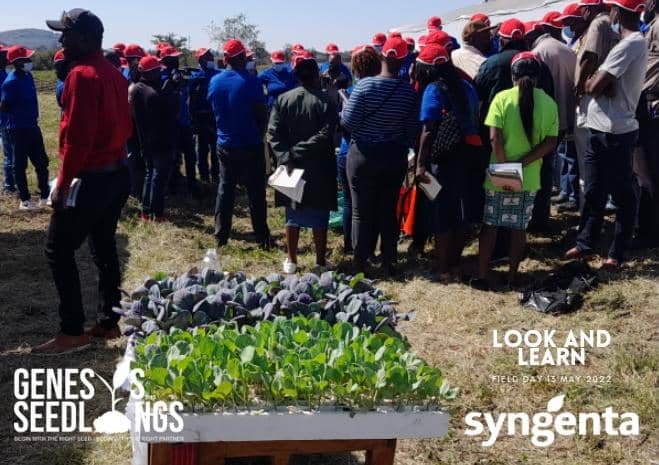GenesisSeedling's tweet photo. Syngenta - Genesis Look and Learn Field Day 13 May 2022 in Pictures. @VPHaritatos @basera_john @SyngentaZW @CelinaHatidani @Kuda_Chief_Veg @SitholeTalents @ZimYouthZse @ZimYouthSDGs https://t.co/Y9h3ul538S