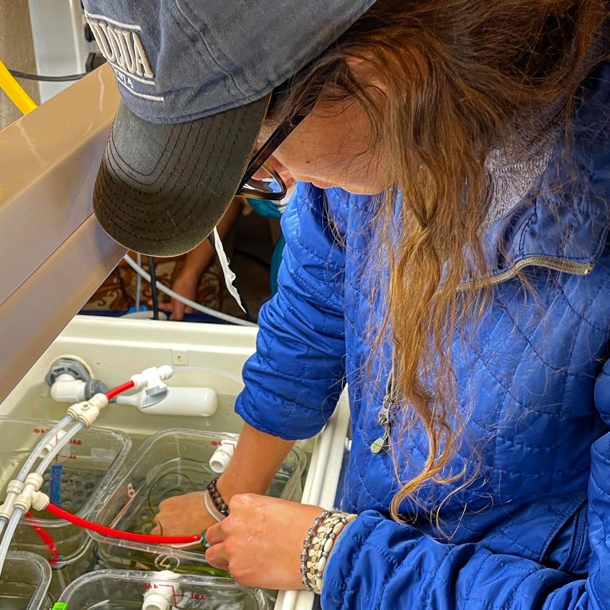 NU_ThreeSeas's tweet photo. We were so excited to have @steve_doo back again for another class here at @MarineBiol_FHL for Changing Global Oceans! Students jumped in right away setting up OA experiments involving local mussels and seagrass

📸: @its_scuba_shan 

#cosconnects #3Cs41 #fridayharborlabs https://t.co/tbvLelrMr4