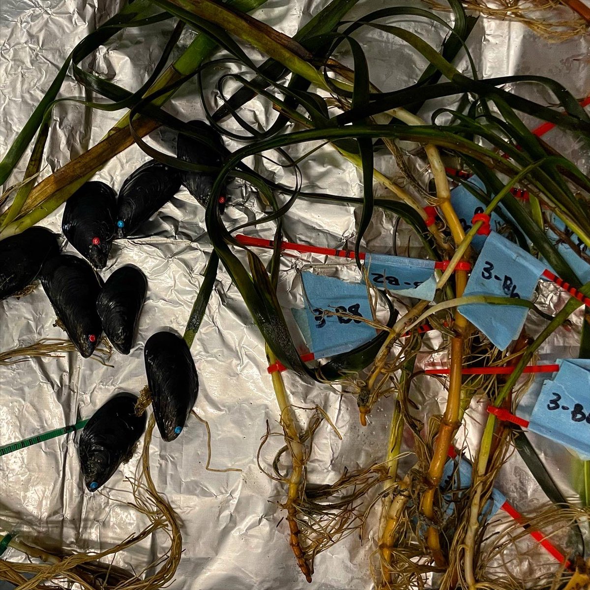 NU_ThreeSeas's tweet photo. We were so excited to have @steve_doo back again for another class here at @MarineBiol_FHL for Changing Global Oceans! Students jumped in right away setting up OA experiments involving local mussels and seagrass

📸: @its_scuba_shan 

#cosconnects #3Cs41 #fridayharborlabs https://t.co/tbvLelrMr4