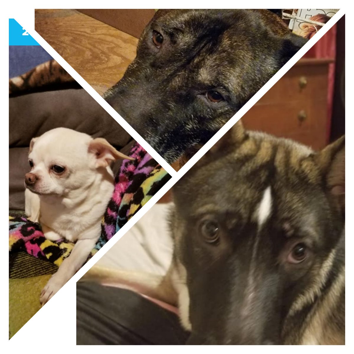 AndKojo's tweet photo. @HaddieTheDog Hi Haddie!!! Your pose is adorable!!! Hello from Kojo, Rula and Dooley!! Have a great day!!! https://t.co/FrEsLqWvgH