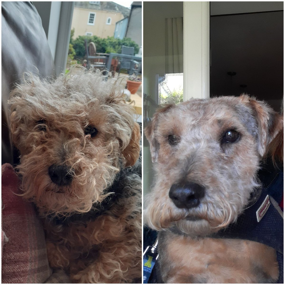 RonKnope's tweet photo. The one on the left went out this morning. The one on the right came back. We, Swanson and Knope, do not like this new creature. 
We attacked it. 
We now refuse to come back in the house. 
 #CatsOfTwitter #dogsoftwitter https://t.co/hm5T8LITuA