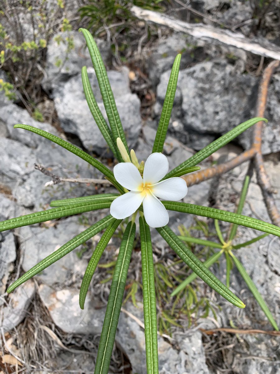 Cool to see wild Plumeria alba