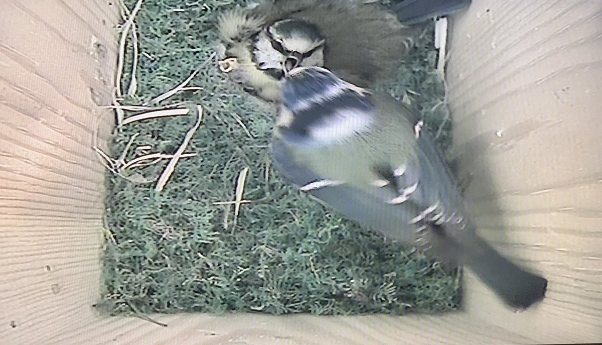 JnnyHarris's tweet photo. I was wrong. They didn’t hatch til Tuesday, and then only three of them. But we now have three 3-day old chicks growing fast, two attentive parents feeding juicy grubs, and all on a lumpy bed of four unhatched eggs.
#newparents #nestcam #NestingNeighbours #hatchingfailure https://t.co/7yhiKjNKQB