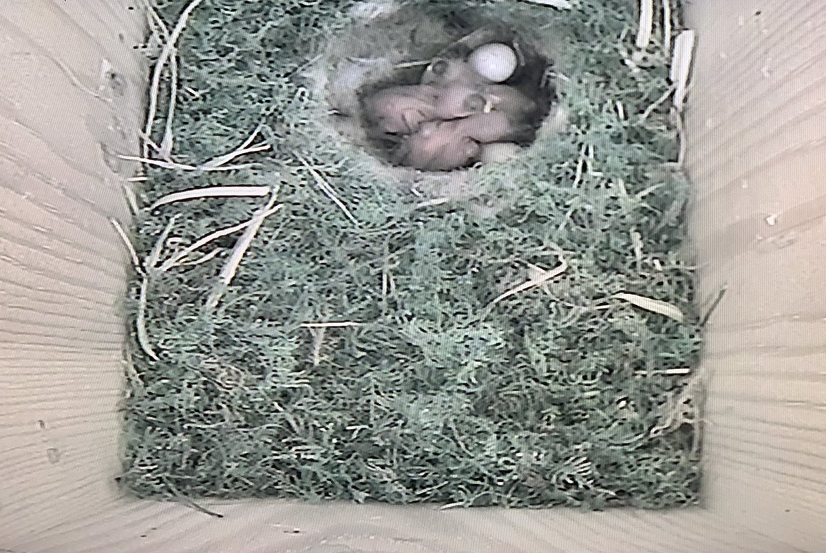JnnyHarris's tweet photo. I was wrong. They didn’t hatch til Tuesday, and then only three of them. But we now have three 3-day old chicks growing fast, two attentive parents feeding juicy grubs, and all on a lumpy bed of four unhatched eggs.
#newparents #nestcam #NestingNeighbours #hatchingfailure https://t.co/7yhiKjNKQB