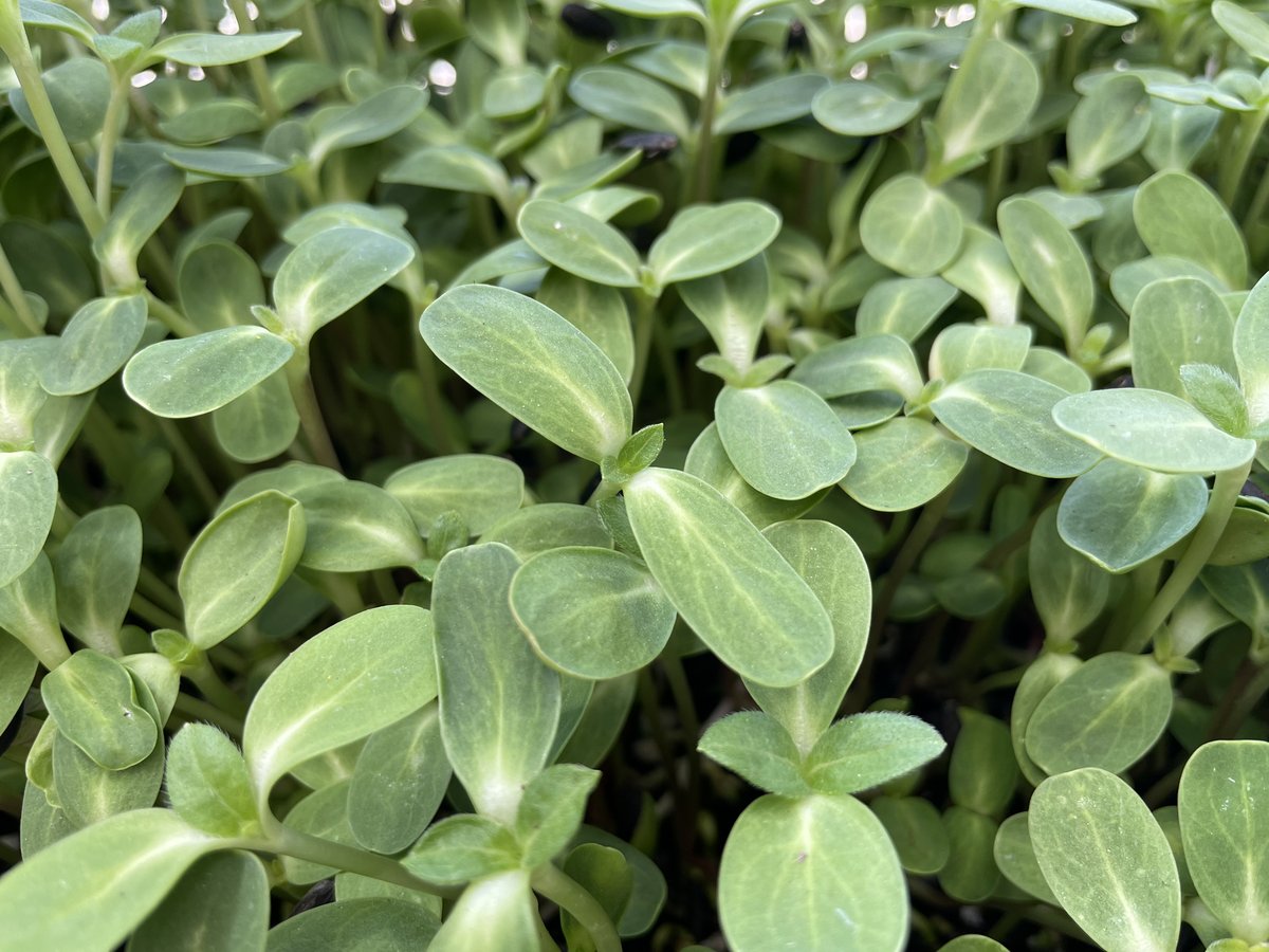 Pea and Sunflower Microgreens are restocked FRESH!!

Get them at the Farm Store, today at Open Barn!

#microgreens #BowersFarmVegProduction #BowersFarm