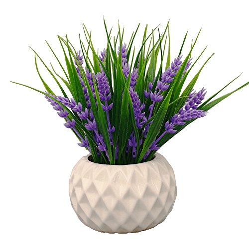 OffersInsider's tweet photo. https://t.co/tZ60yuEUR9
#HomeDecor #IndoorPlants #Gardening #Decorations #HomeImprovement #BeautifulVase #BrightLavender https://t.co/EL4GjrBbVs