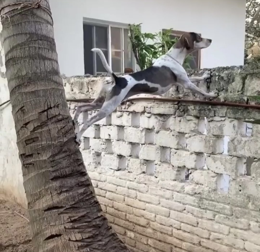 — ¿Y tu perrito qué raza es?
— No sé, pero es bien chismoso.