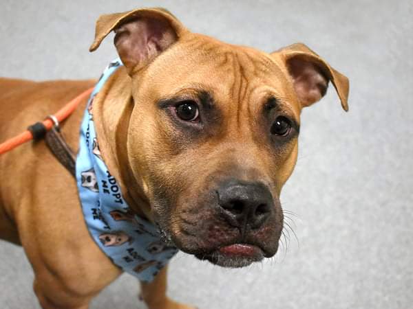 💔Tyson💔 #NYCACC #131294 3y ▪️To Be Killed: 5/14💉 ▪️$2000 Stipend Due 2 Strep Equi Outbreak: Causes pneumonia! Sweetheart loves 2 follow his👪around. After owner, 'unable 2 house him', he's💔. Stellar resume +ready 2jump into yr❤️, as only🐕. Nds NEast Adopter/Foster #pledge 💞
