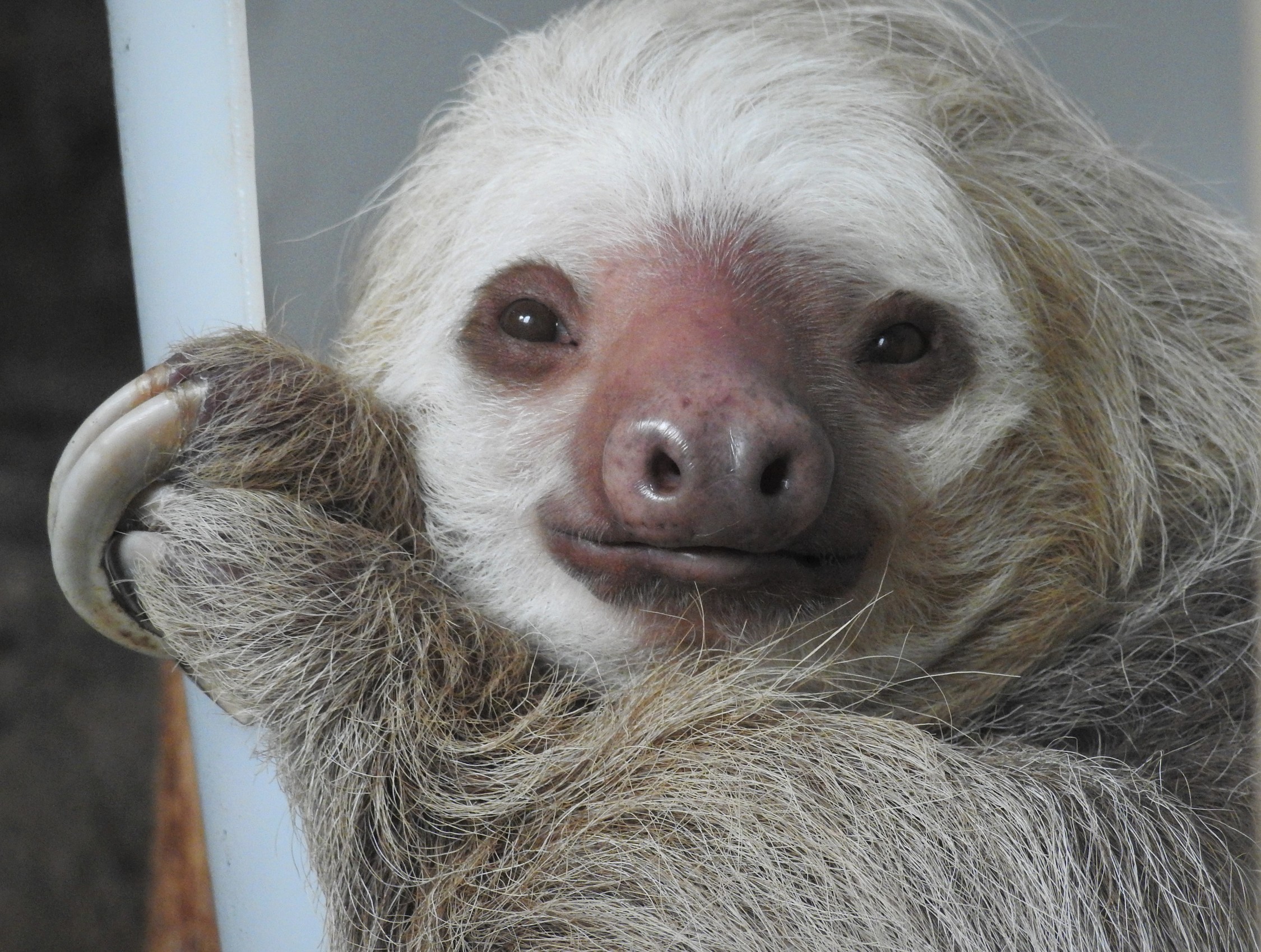 Saint Louis Zoo on Twitter: "What is more adorable than a sloth? We