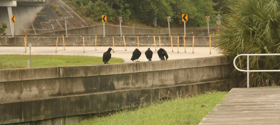 wildlifesociety's tweet photo. Black vultures are spreading northward in the Midwest, preying on livestock in their new range. Researchers created a risk assessment for where these newcomers are most likely to prey on cattle and other domestic animals. https://t.co/dg8TN0VVB4 #birds https://t.co/xQlMPT1SU1