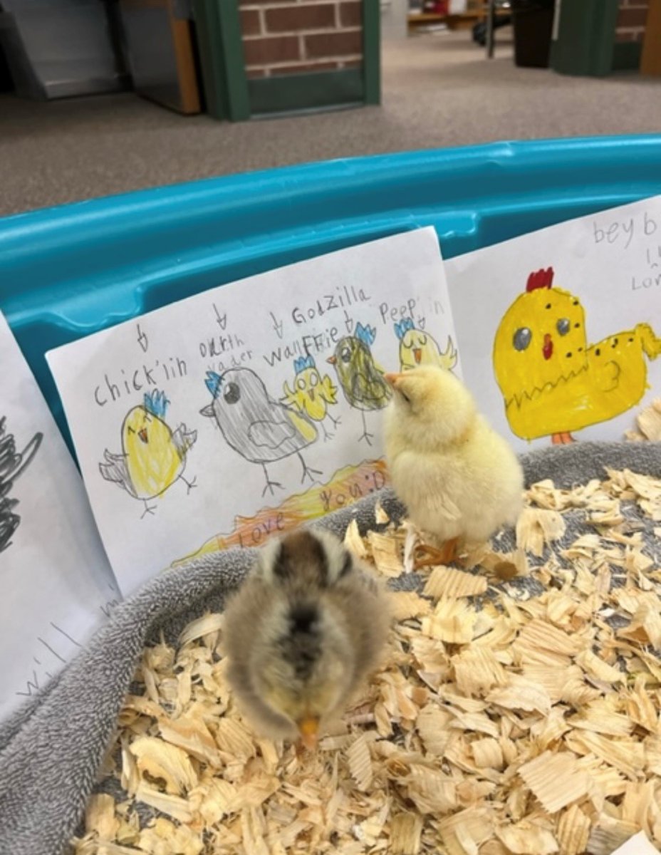 Library_NLE's tweet photo. The chicks were so pleased to receive cards from @MsStiles_RRD's class today! Ms. Stiles' students wished the chicks happiness and good luck at their new home on the farm. The chicks loved walking around and reading the cards all day long. Thanks, third graders! @RRD_LCPS https://t.co/SqWKCYG8Qe