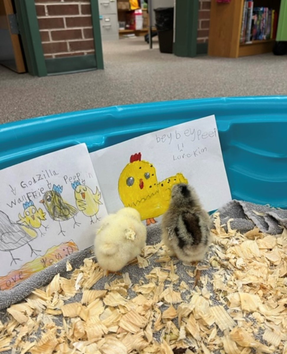 Library_NLE's tweet photo. The chicks were so pleased to receive cards from @MsStiles_RRD's class today! Ms. Stiles' students wished the chicks happiness and good luck at their new home on the farm. The chicks loved walking around and reading the cards all day long. Thanks, third graders! @RRD_LCPS https://t.co/SqWKCYG8Qe