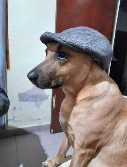 Postando memes até vc topar ver Netflix cmg tweet media