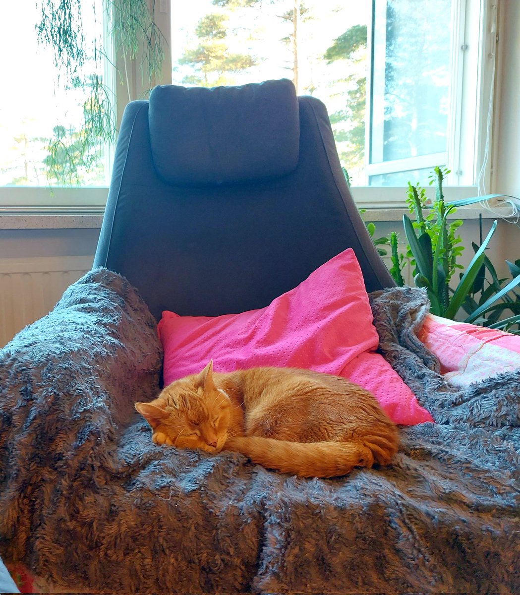 PaavotheCat tweet media