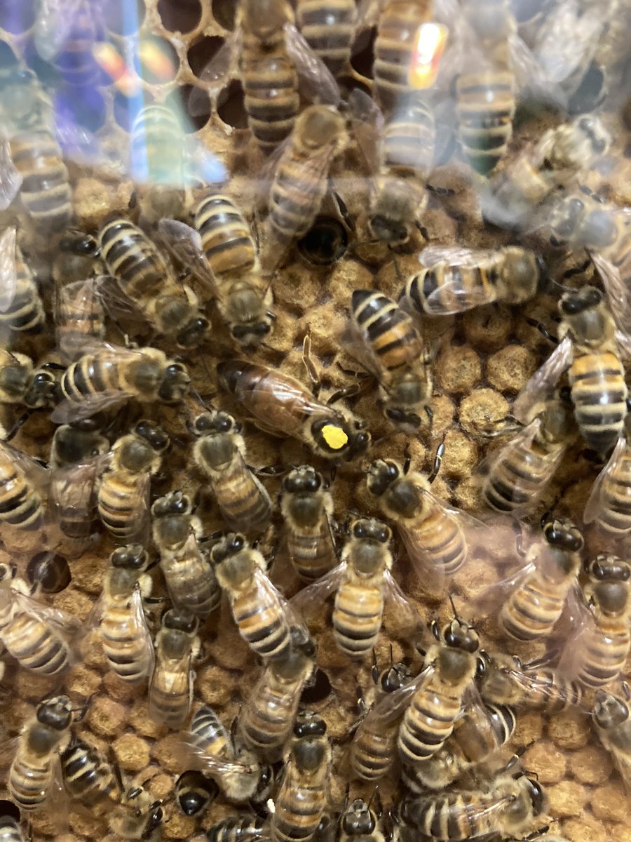 Mich_Calvert's tweet photo. New bee colony back on display @HornimanMuseum https://t.co/OVZTp6iPkK