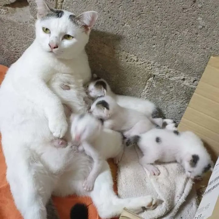 TranslatedCats's tweet photo. Single with 4 kids. https://t.co/JbHScN2zEr