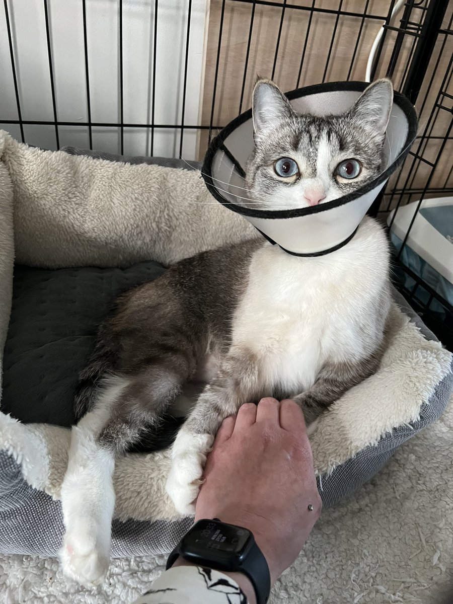 RoosNeeleman's tweet photo. Als dat mens vertelt dat je nog 4,5 week opgesloten moet zitten.... 🙀 https://t.co/kCf0Pvf2VE
