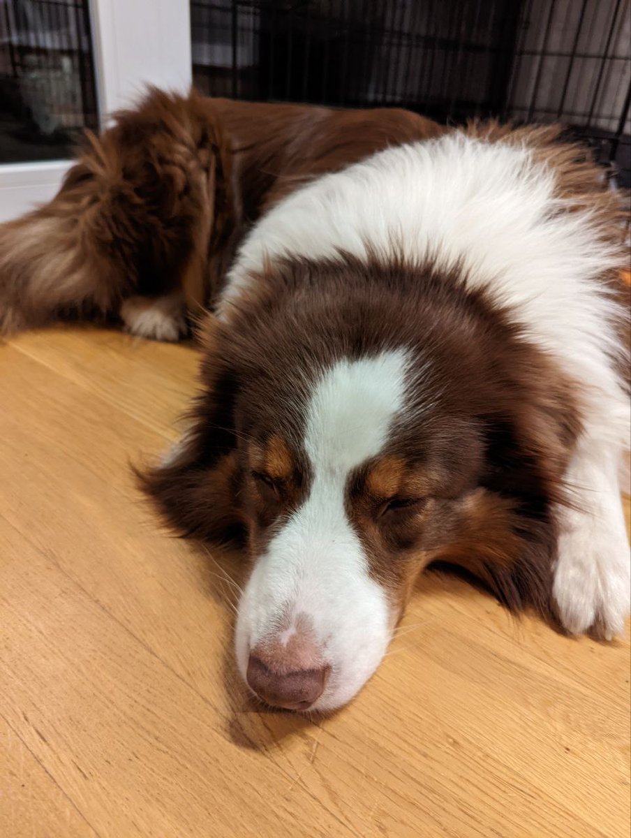 Danke an @Hundeskabinett für die Ernennung zum Minister für Gartenteiche! Ich fühle mich geehrt und werde bald erste Tipps zur korrekten Gartenteichkontrolle geben. 
Heute Abend bin ich aber zu müde, durfte ins Hundeland und bin k.o. gespielt. 😴