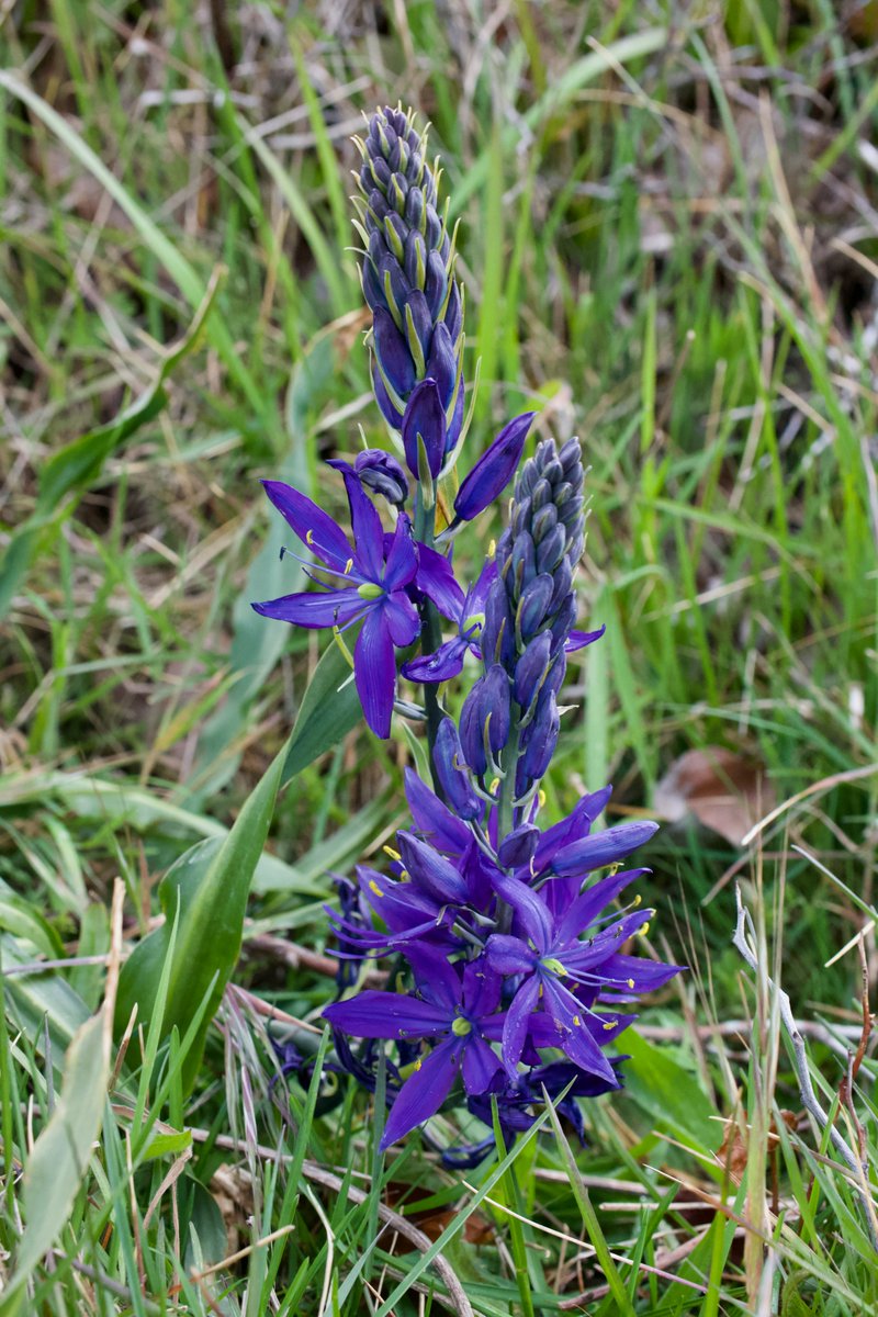 Something like 95% of Canada's Garry oak-associated ecosystems have been lost, and probably 99% of the biomass in what remains is invasive grasses, but let us pause and marvel in the remainder, all here because of careful First Nations' tending over millennia. Glorious stuff