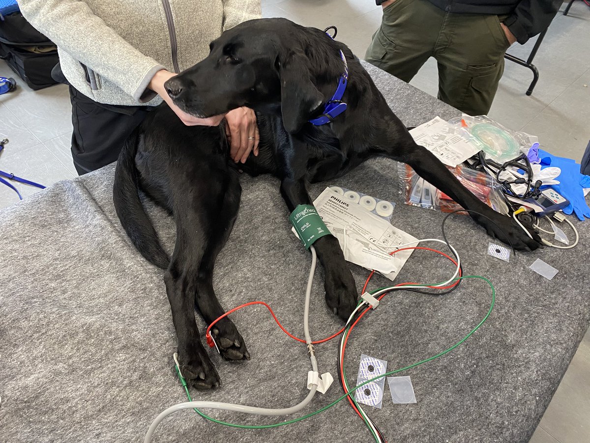 Spent the last 2 days learning how to take care of 4 legged teammates <a href="/FDNY/">FDNY</a> #MSOC H/T to <a href="/FLTF2USAR/">Florida Task Force 2 US&R</a> K9 Phierce. Grateful for the opportunity by <a href="/PhillyFireDept/">Philadelphia Fire</a> to attend this week of training and hands on skills.