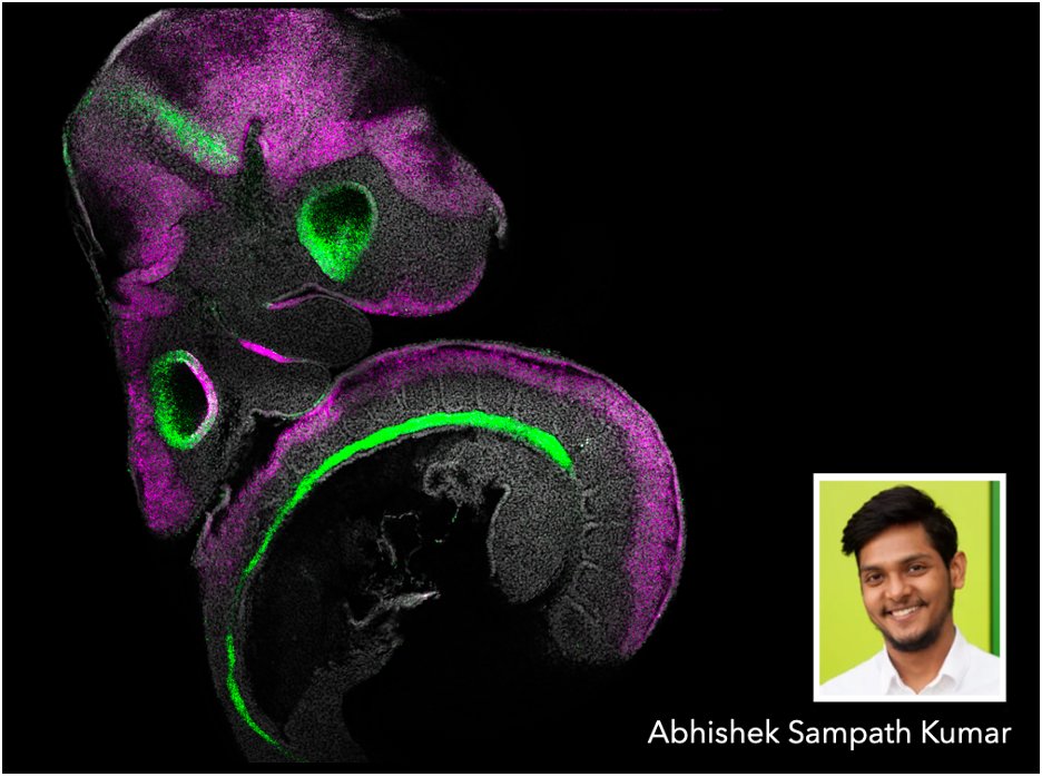 HCRimaging's tweet photo. This week's #FluorescenceFriday user is @AbhiSampKumar! Abhishek uses #HCRimaging to validate and map expression patterns of multiple genes in whole-mouse embryos. "Whole-mount embryo RNA-FISH has been possible only with HCR." View his work here: https://t.co/fIkD481gBE https://t.co/wxonO1DttA