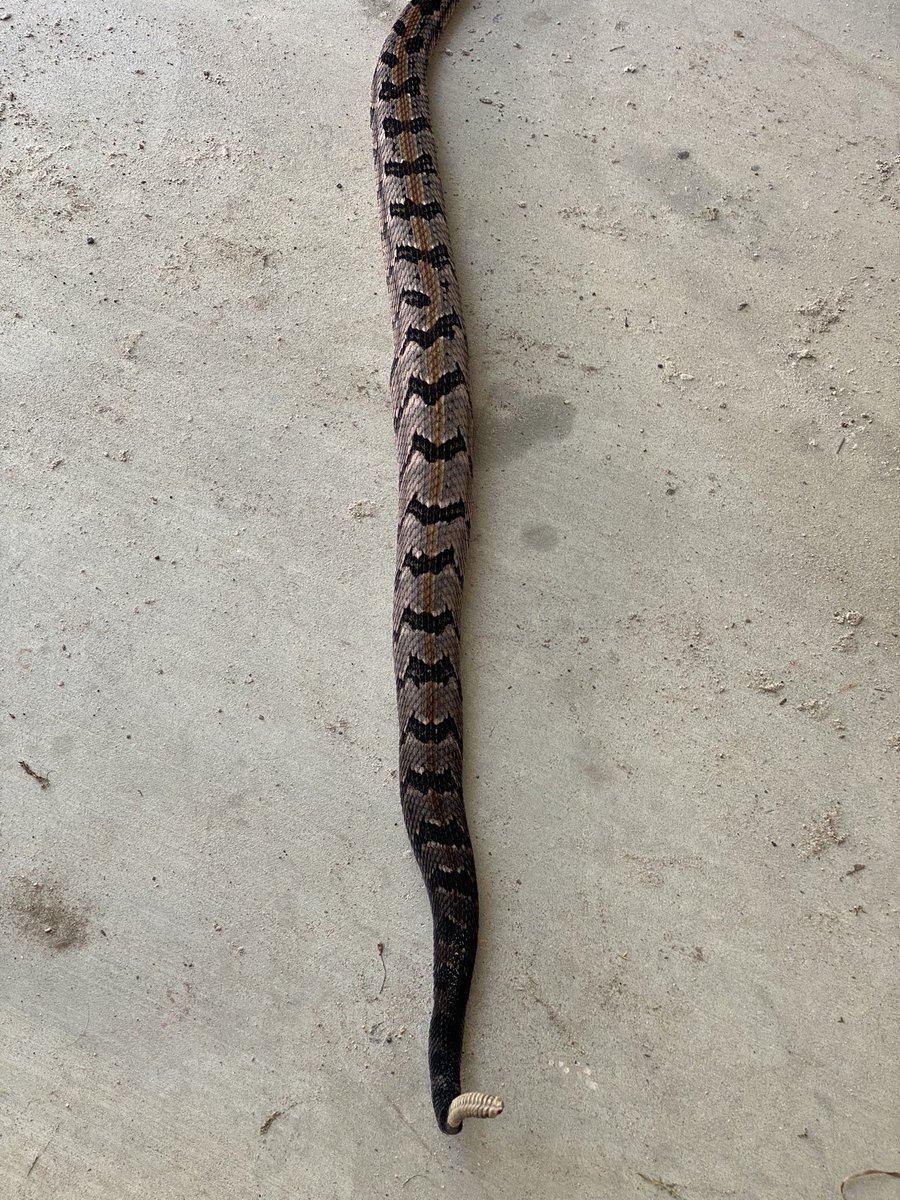 dbd_1370's tweet photo. Nothing like working on planters, hoping it rains, and big boy shows up! 15 rattlers and a button. #Plant22 https://t.co/lpsUUXjbgT